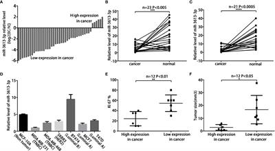 Overexpression of miRNA-3613-3p Enhances the Sensitivity of Triple Negative Breast Cancer to CDK4/6 Inhibitor Palbociclib